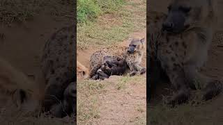 A powerful mother hyena caring for her precious cubs