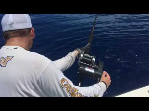 Black snapper deep drop west end