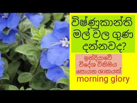 විෂ්ණුකාන්ති ගහ/Exploring the Mysteries of Vishnukranti: A Rare and Enigmatic Flower"/VISHNUKANTHI P