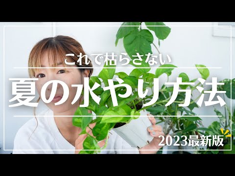 夏の熱波の場合は、部分的に日陰にあるシダ園芸植物に優先的に水を与えます。