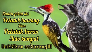 Download lagu SUARA PIKAT BURUNG PELATUK RIBUT DI ALAM LIAR PELATUK BAWANG DAN PELATUK BERAS mp3