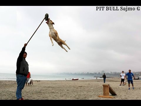 Amazing pappy Pit Bull TUNA Dog from Albania part 1 Dogs activities 2014