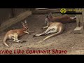 Kangaroos Taking Rest