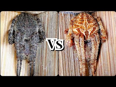 Spider Derby - Gagamba Tv