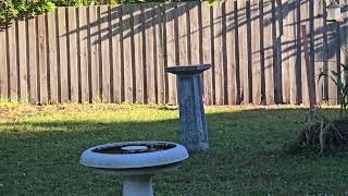 Simon is so impatient