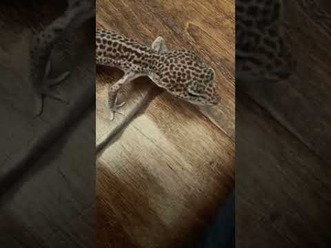 Near meeting for my pet leopard gecko￼s#gecko #shorts