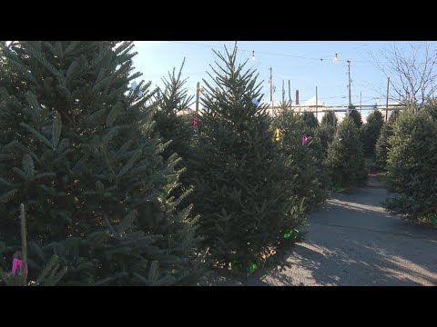 Sights and sounds at a Greensboro Christmas tree lot