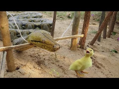 Simple Snake Trap - Catch a Snake By Using Awesome Sanke Trap Technology | easy Snake trap