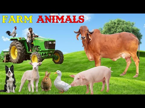 Farm Animals - Animal Sounds - Domestic Animals