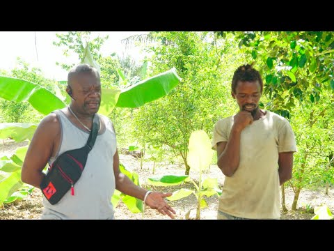 CVL 776  - Stush Bush Eco Villa - Guyana