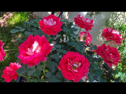 super fertilizante para rosales y explotarán en rosas reveló el secreto y natural