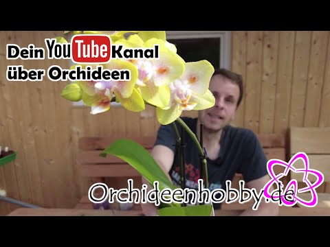 , title : '🌺🌺🌺 Phalaenopsis Peloric Sunrise | Neue Trend Orchidee 2022 🌺🌺🌺 www.Orchideenhobby.de'