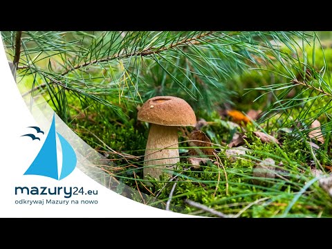 Wrześniowe Mazury... Ach te grzyby 2020