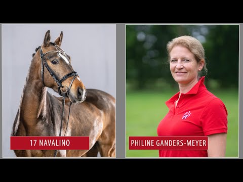 Sommer-Auktion Traininigsvideo Lot 17 Novalino Wallach v. Nobel Nagano NRW - Night Power