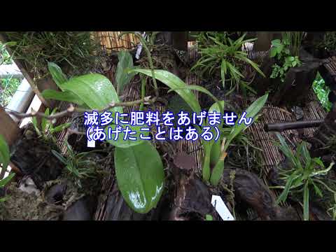 園芸 蘭のための肥料は何ですか?