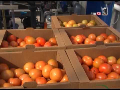 Specijalna emisija   RTVKV   Rusi u Kraljevu