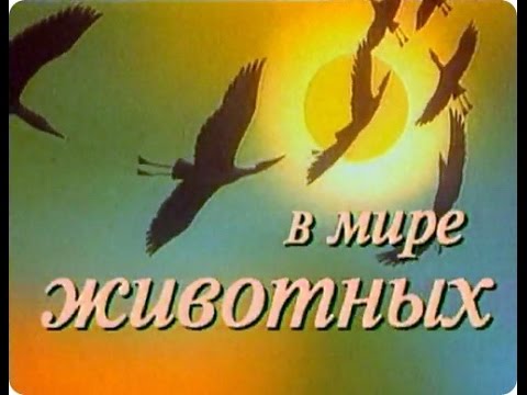 download lagu mp3 mp4 в мире животных, download lagu в мире животных gratis, unduh video klip Download в мире животных Mp3 dan Mp4 Viral Gratis