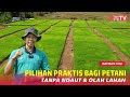 Pembibitan Padi Di Lahan Kering Lebih Praktis Tanpa Harus Mengolah Lahan Sawah
