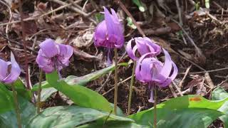 武蔵村山市立野山北公園のカタクリの花