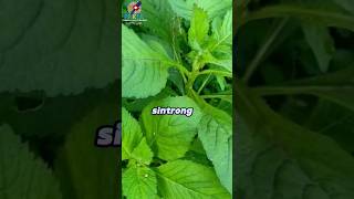 Download lagu Did you know? Facts about the health benefits of sintrong leaves mp3