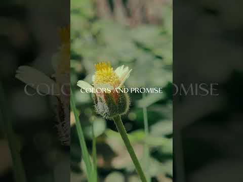 #flowers #videography #explorepage #viral_video