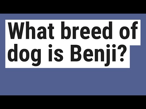 download lagu mp3 mp4 What Breed Of Dog Is Benji, download lagu What Breed Of Dog Is Benji gratis, unduh video klip What Breed Of Dog Is Benji