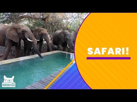 Funny Moments Caught While on Safari