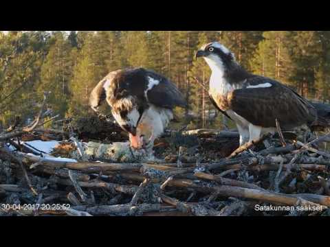 2017 04 30 20h25m Satakunnan sääkset