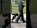 BAAAD GOAT Obsessively Head Butts Police Officer