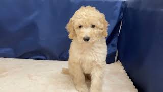 スタンダードプードルの動画01