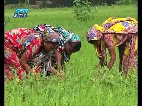 পটুয়াখালীতে সাড়ে চারশ’ কোটি টাকার মুগ ডাল উৎপাদন
