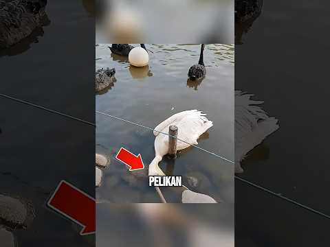 Pelikan Koji Je Pogrešio Svoju Metu 🐦 #shorts