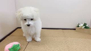 ハーフ犬の動画01