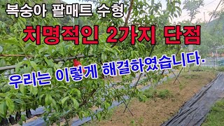 복숭아 팔매트 수형에 치명적인 2가지 단점. 우리는 이렇게 해결하였습니다. (과일나무 수형, 팔매트 수형, …