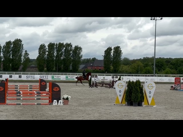 Hongre 5 ans - CSO - SUPER MENTAL