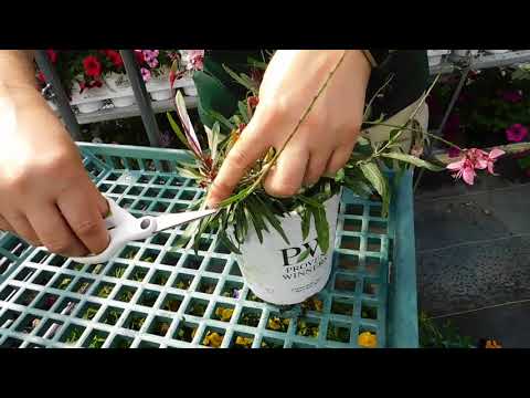 Caring for Guara Flowers