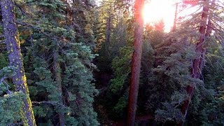 preview picture of video 'California Placer County Big Trees - Aerial video from phantom 2 vision plus'