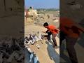 Kabootar Bazi New Kabootar Shorts Pigeons Kabootar Kabootarbazi