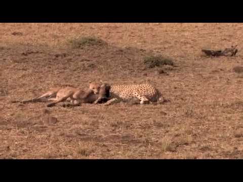 Hyena rob the meal hunted by Leapard