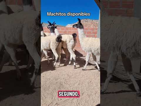 machitos disponibles aqui en #curahuara_de_carangas #Oruro #Bolivia