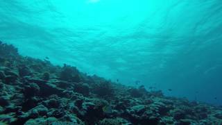 preview picture of video 'Eagle Ray & Big Surge - Off Waidroka Bay Resort, Fiji'
