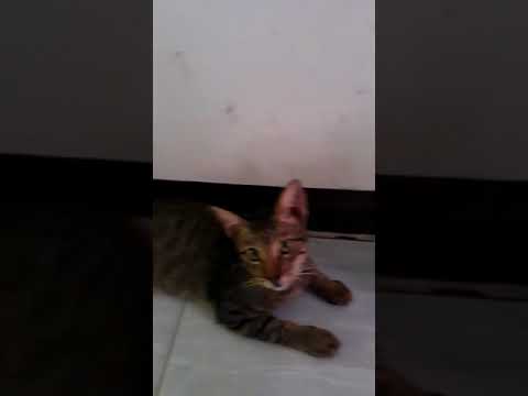 vidio lama keluarga bubul waktu masih pada akur 😀