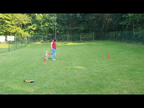 Rally-Obedience 3-324