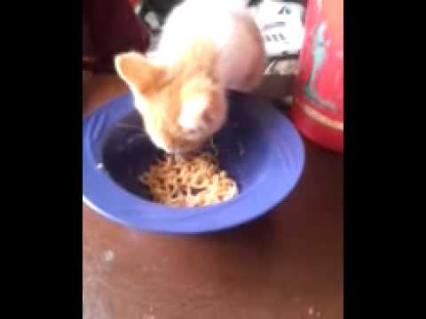 Kitten eats ramen noodles