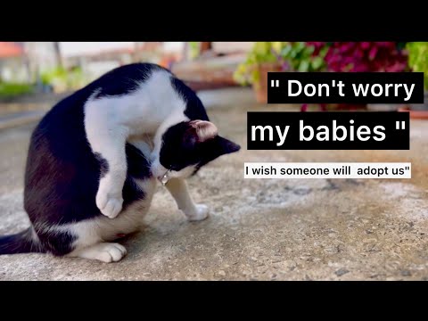 Pregnant Stray Cat gives birth to 6 Kittens😭Cat giving birth|Rescue Cat|Foster Cat #cat #cats #pets