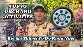 Top 10 Spring Backyard Fruit Orchard Activities