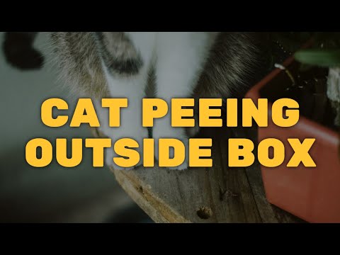Stop Cat From Peeing Outside The Litter Bbox