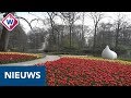 De Keukenhof gaat donderdag open, wij namen alvast een kijkje - OMROEP WEST