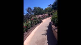 preview picture of video 'A Trip Around The San Diego Rose Garden in Balboa Park'