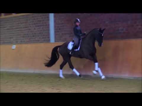 2013 gelding by Feedback